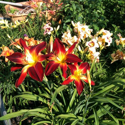 Mixed Day lily bed