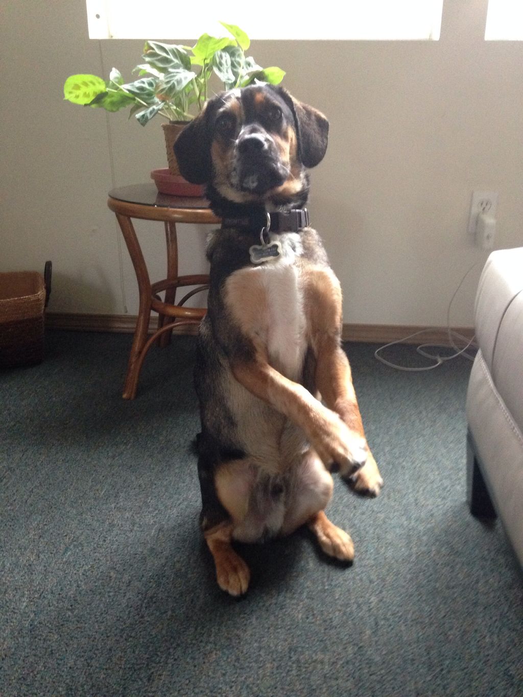 Yogi, with 'pretty please'