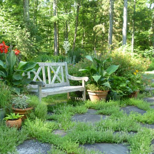 Country Patio with Cannas and thyme