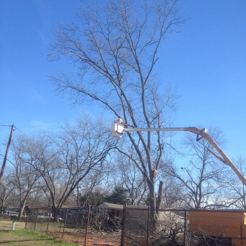 We do pecan tree trimming or complete removals lik