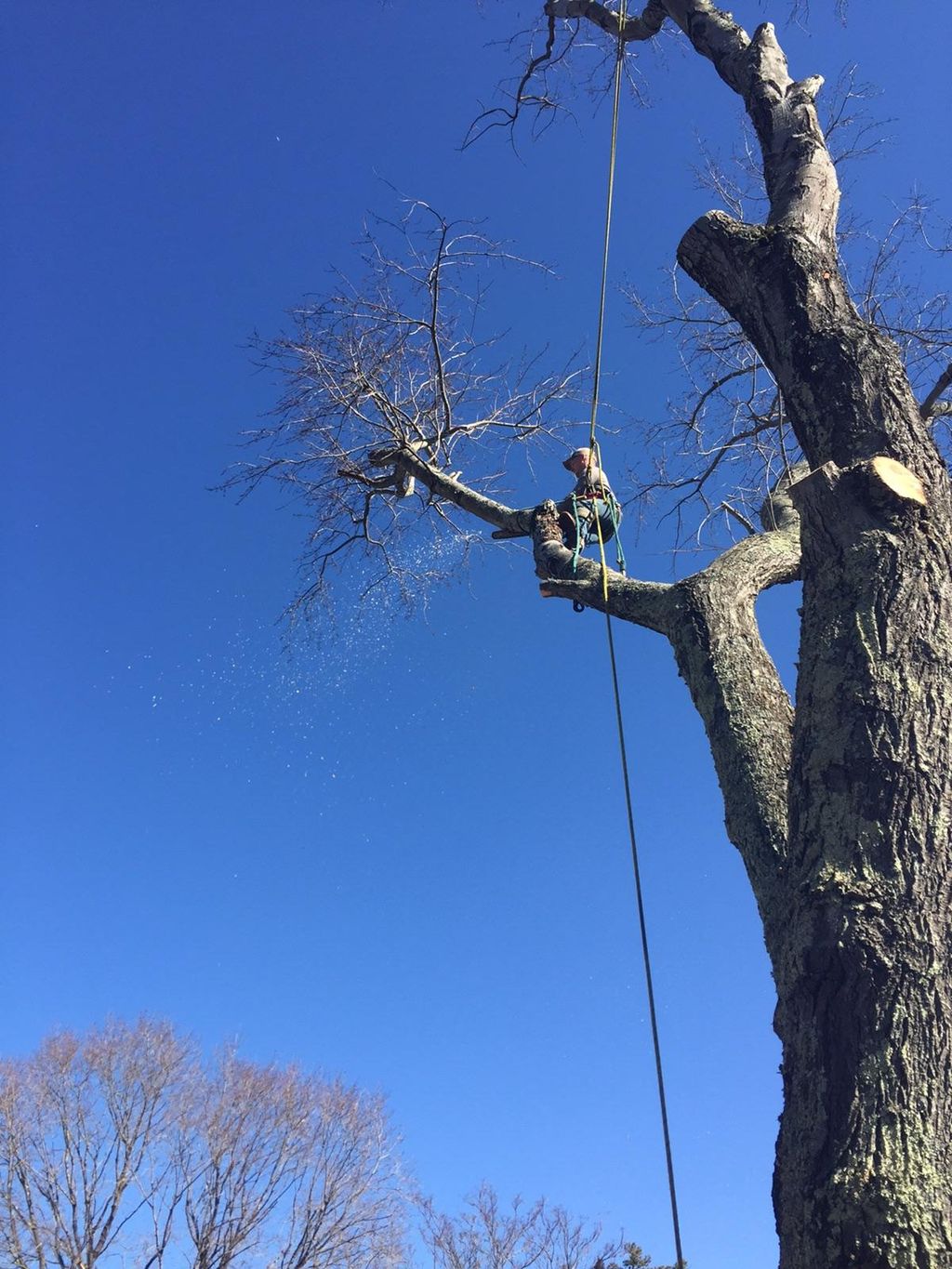 Josh's Tree Service