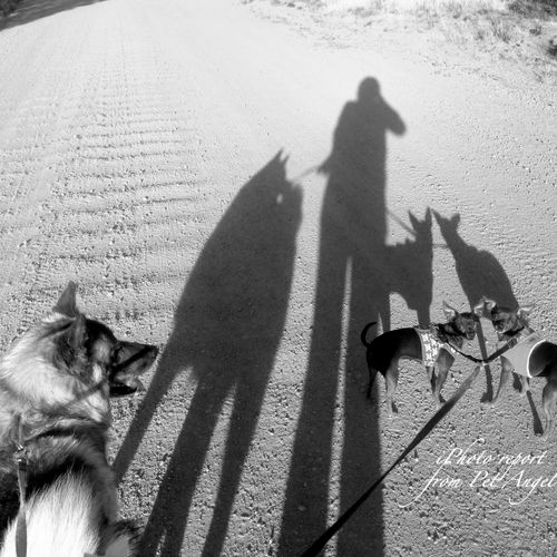 Photo Report from dog walk with Pet Angel Irina