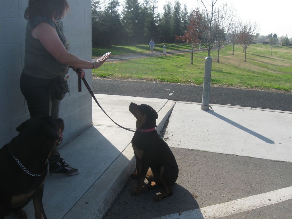 Sit n Stay a very useful command