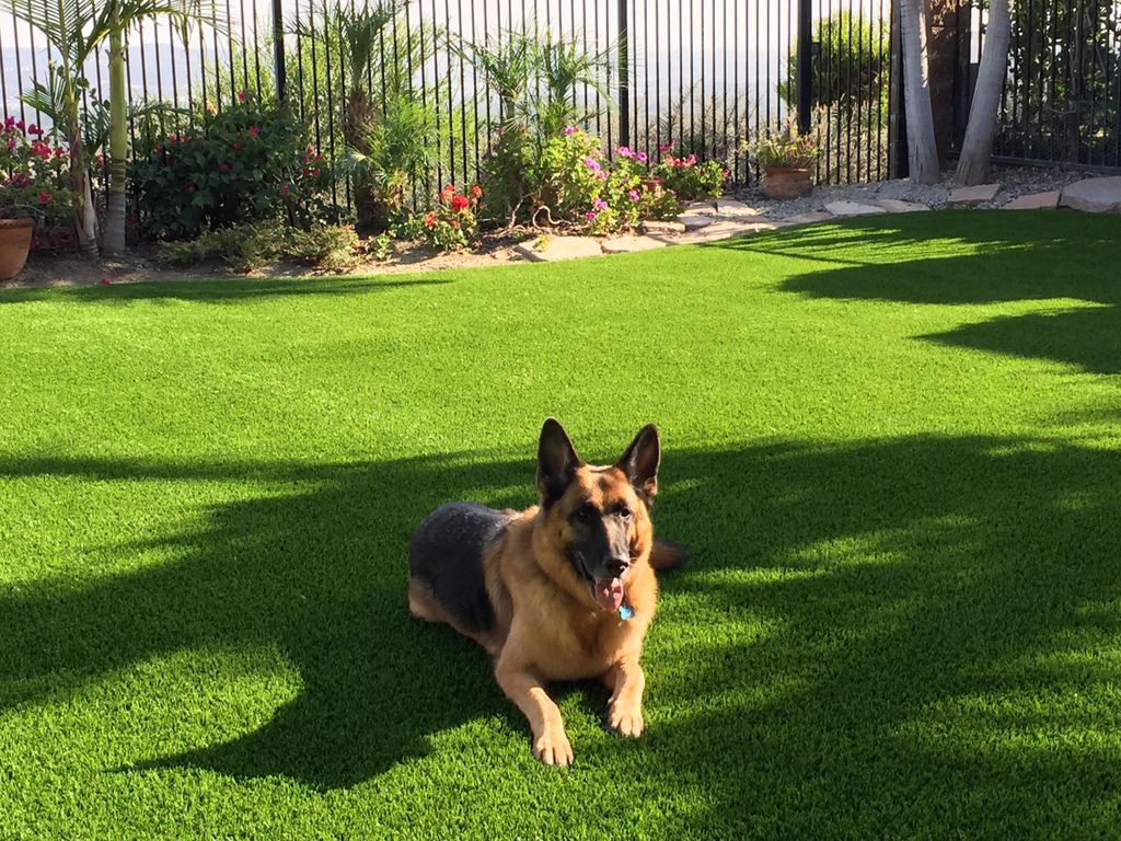 Our synthetic grass is pet friendly. 
Artificial t