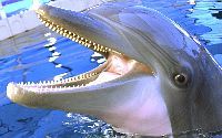A dolphin laughs. Dolphin pins are awarded to qual