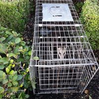 Possum trapping for humane release.