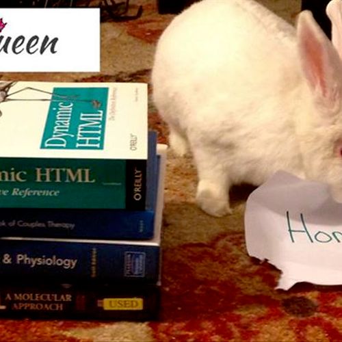 Rabbit eat your homework? We can help!