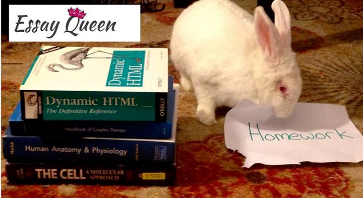 Rabbit eat your homework? We can help!