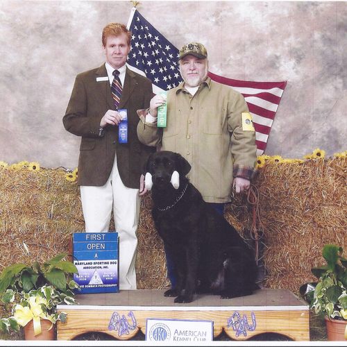 Cochise takes 1st Place in Open. In AKC Obedience.