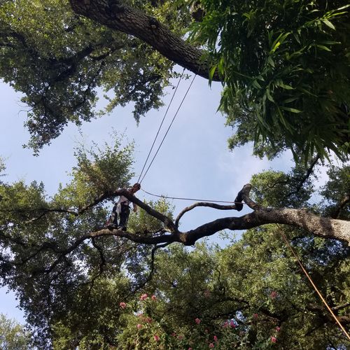 Jerimiah trimming a heritage oak 50 ft high