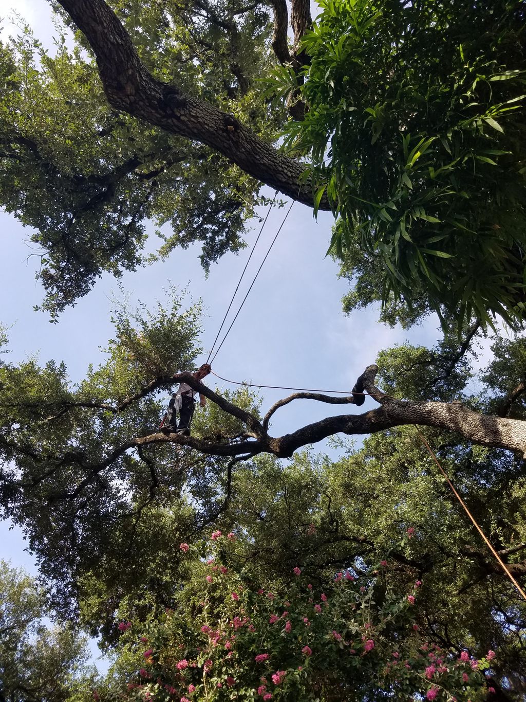 Jerimiah trimming a heritage oak 50 ft high