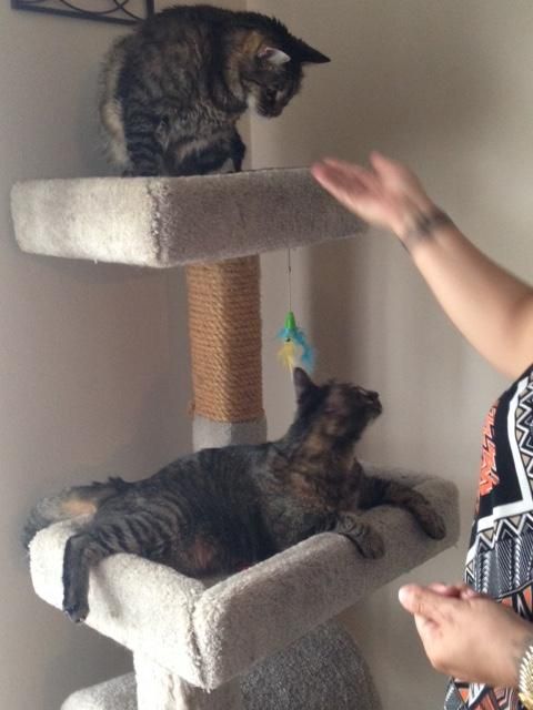 Providing guidance to help these two cats, who onc