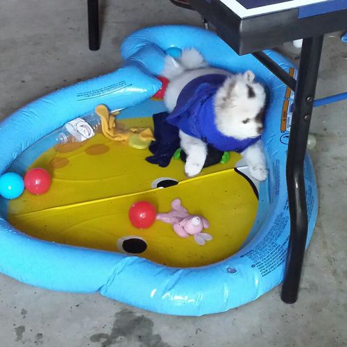 This little guy loves to play in his pool no matte