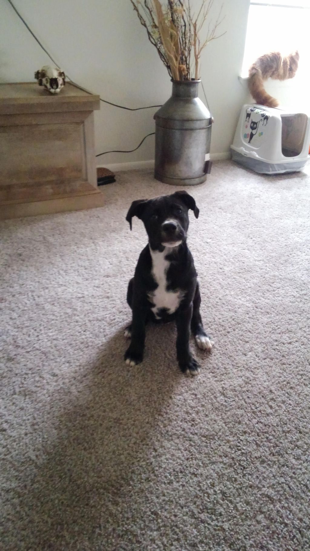 She is being a giod gurl waiting for toy time