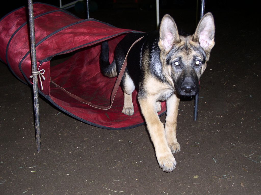 Training customer pup for tunnel