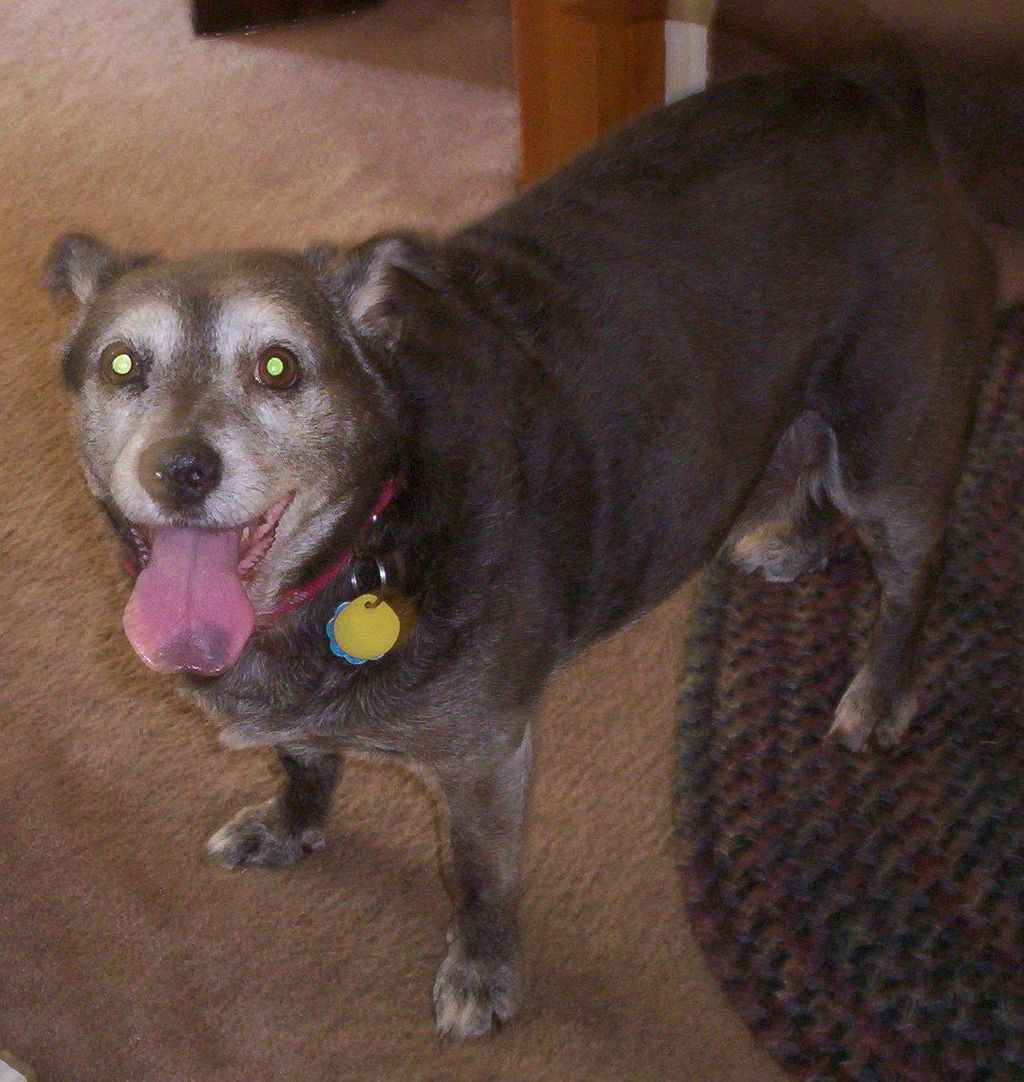 Shasta