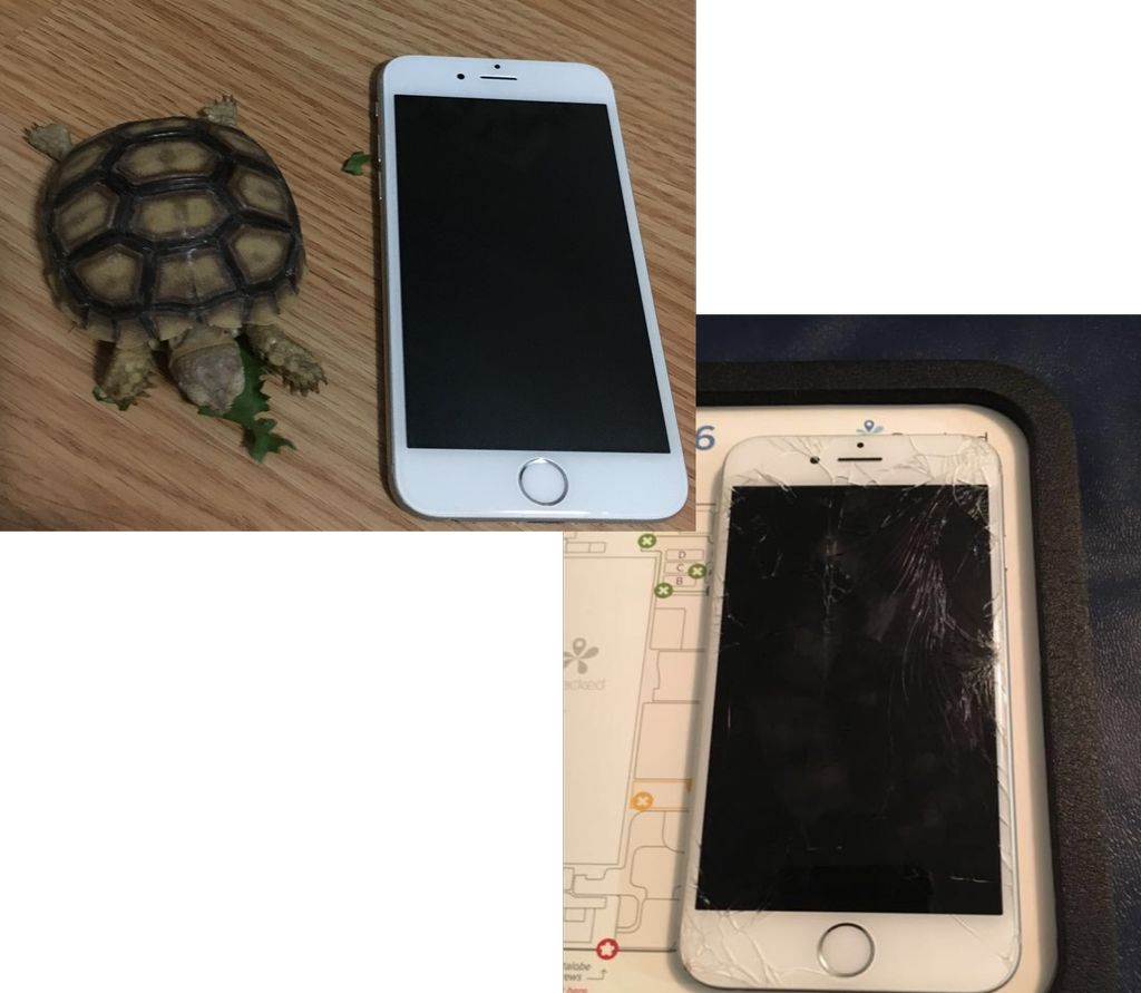 Sammy and a fixed iPhone 6