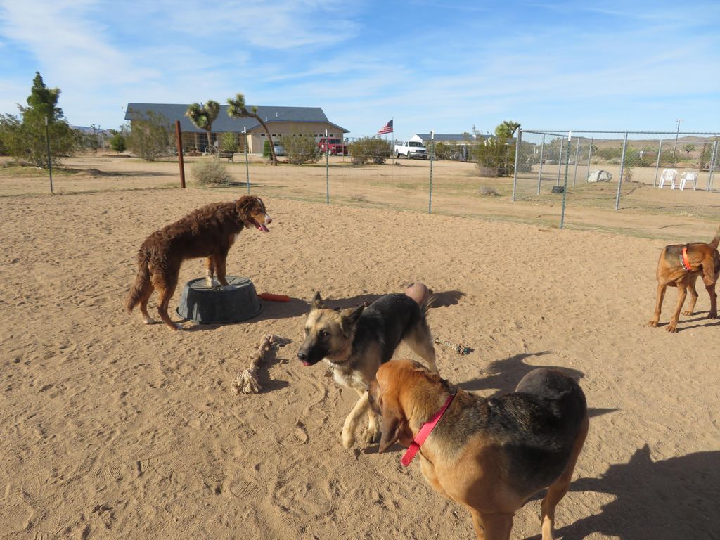 Qualified dogs can enjoy compatible dog play while
