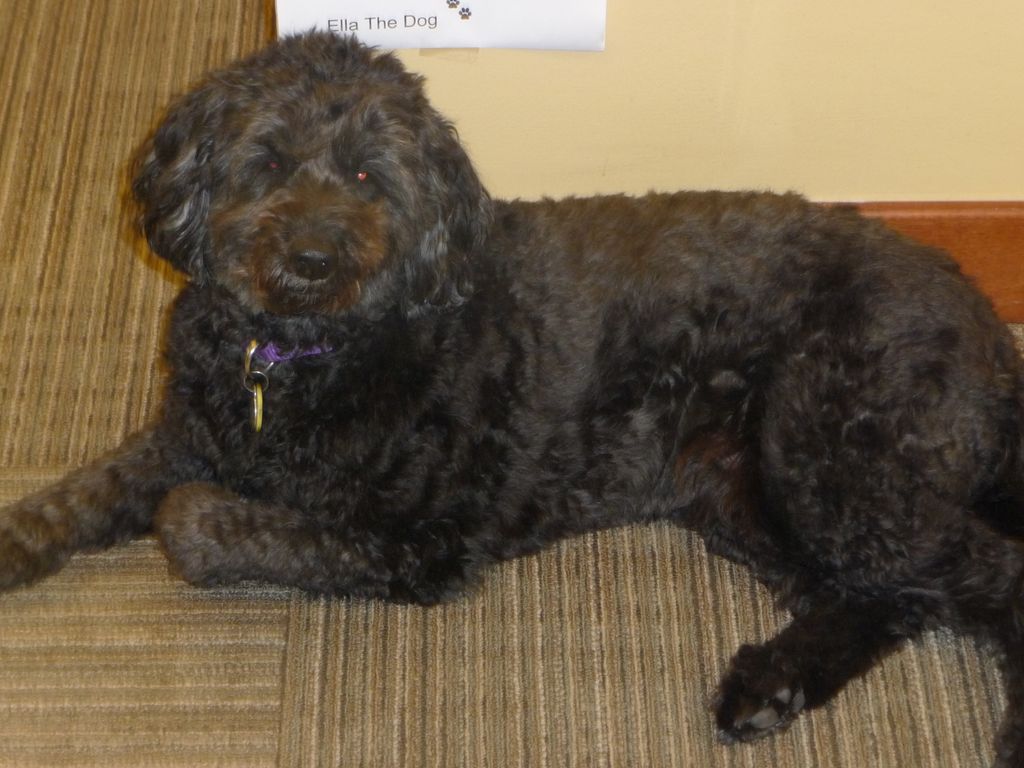 You will be greeted by our office dog, Ella.