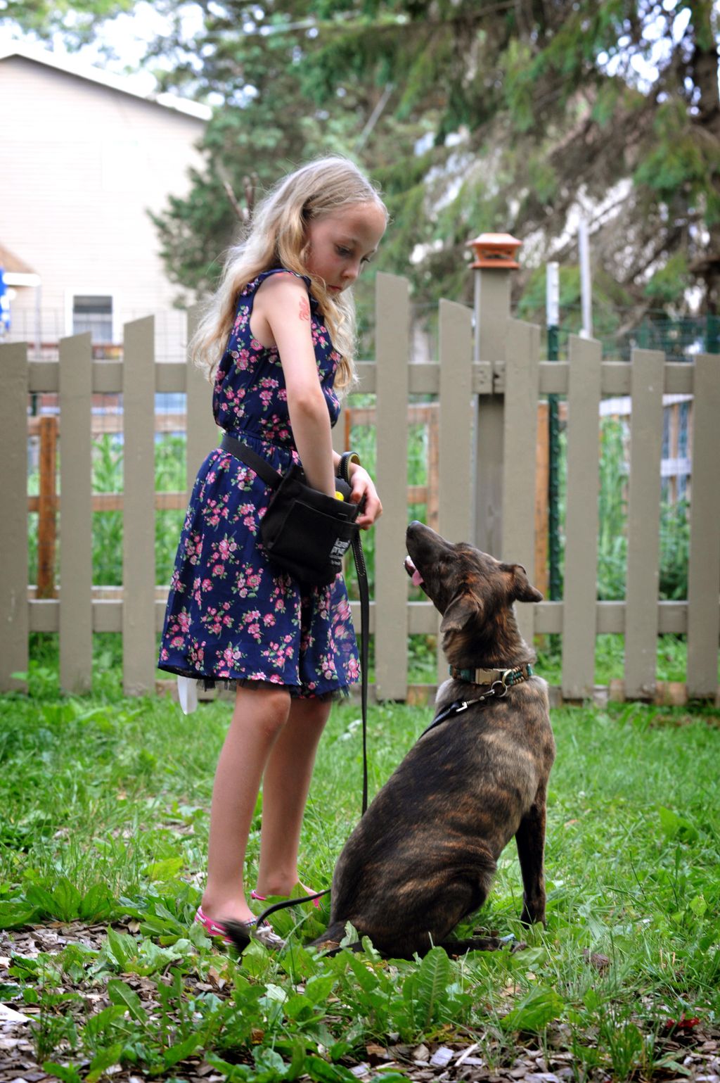 Beatrix trains Cheryl's foster dog, Wyatt. Wyatt h