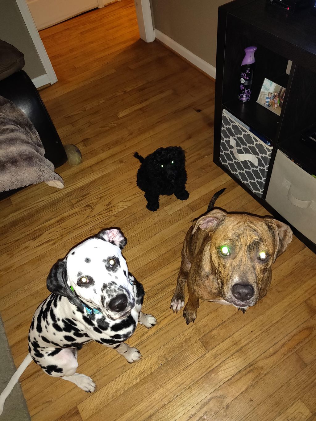 Othello, Auggie, Riley