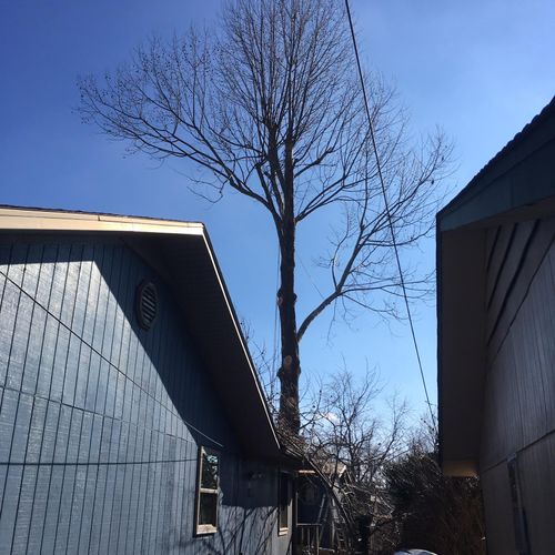 Huge American sycamore that sat between a shed and