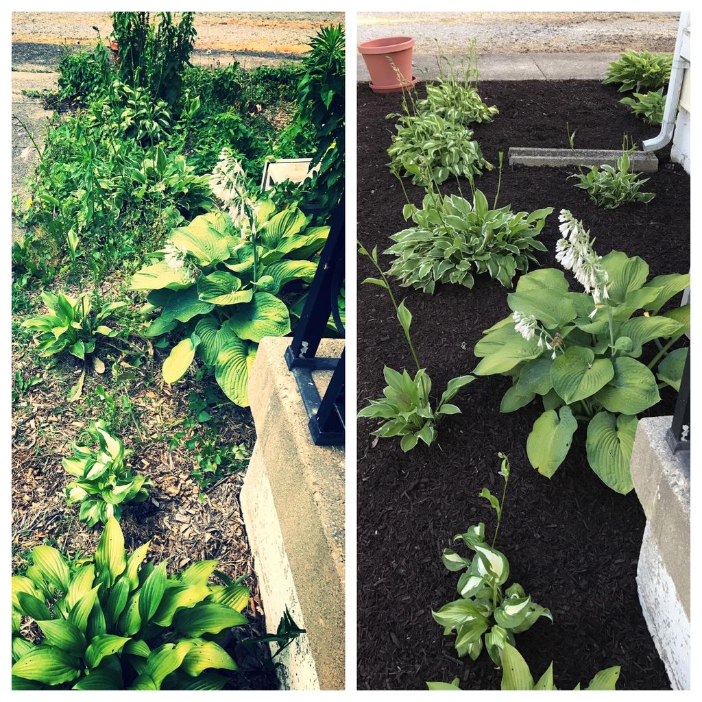 CLEAN UP & MULCHING JOB