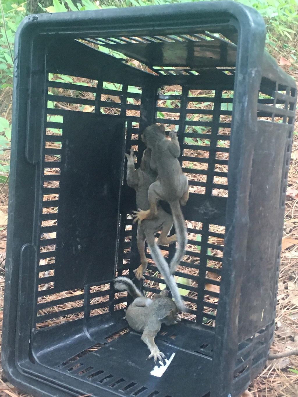 Squirrel Relocation