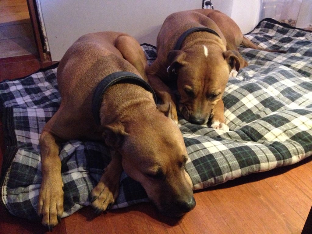 More Happy Damars Customers!