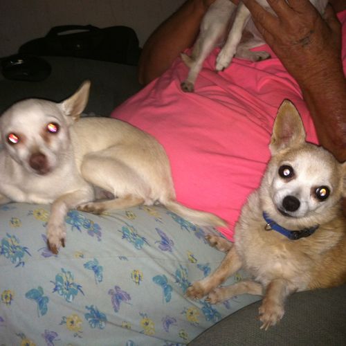 Chica the little timid one on the left and Chi Chi