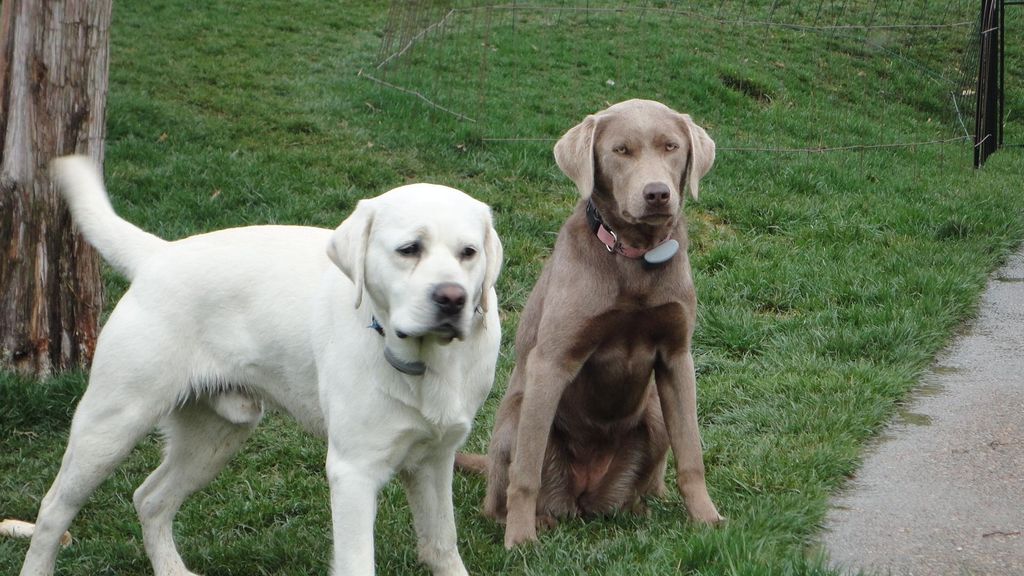 Sophie and Jake - waiting for the ball to be throw
