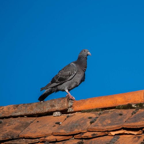 Pigeons, let us give you a quote to eradicate dirt
