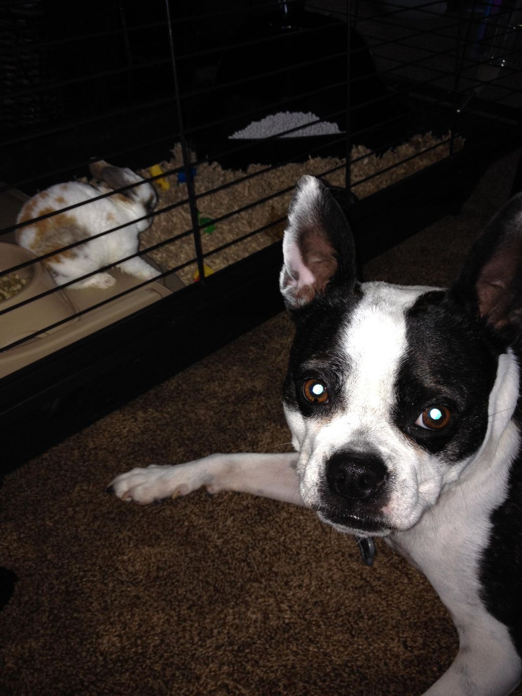 Pipi and our new friend Elsa.  They quickly became