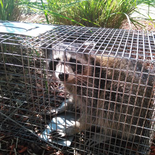 Raccoon trapping & removal