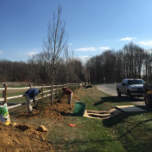 Working on a commercial tree planting 