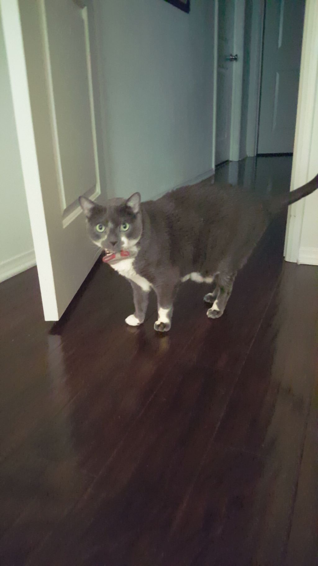 This is Scout! He is one of the cats that I sit fo