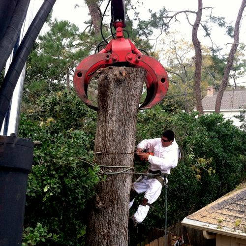 Hazardous tree removal