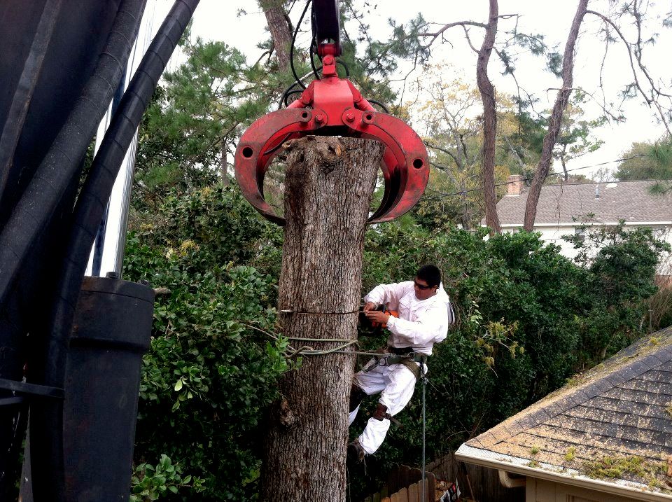 Hazardous tree removal