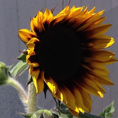 Sunflowers = Smile