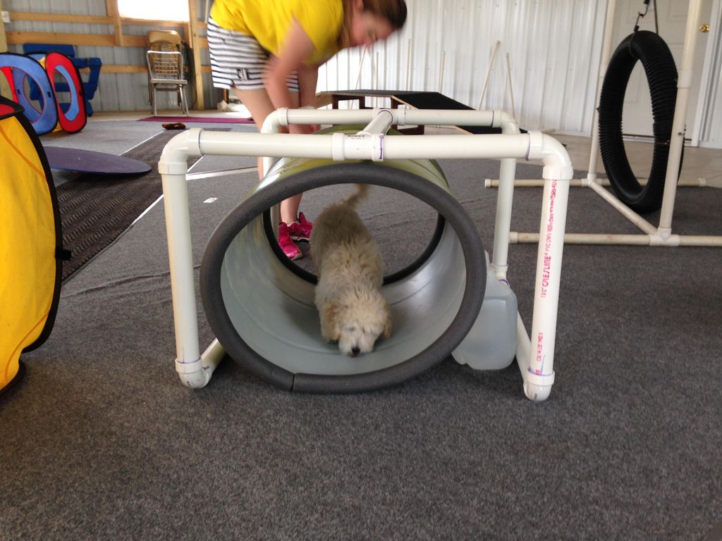 Foundation and Novice Agility classes available!