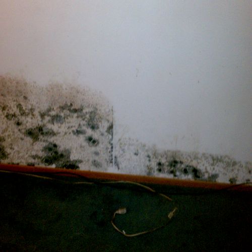 Mold growth on the exterior walls