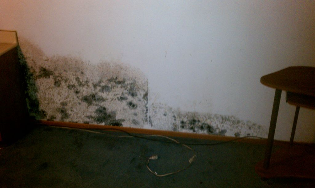 Mold growth on the exterior walls