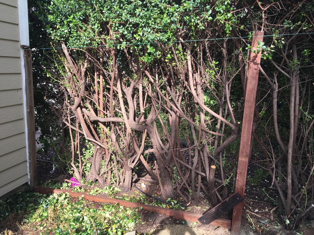 Before: Shadowbox fence