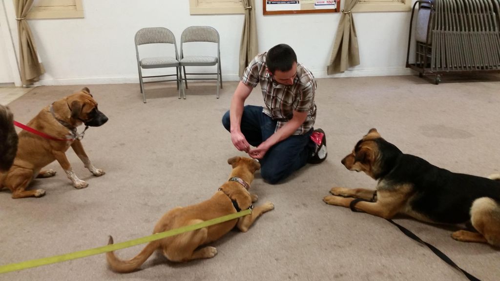 We love to help dogs learn to behave. It makes the