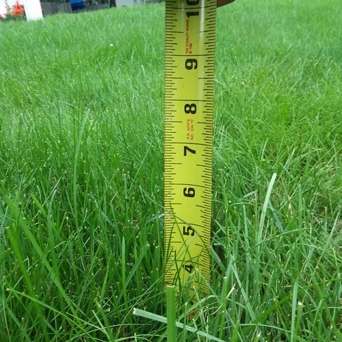 Measurement of grass 