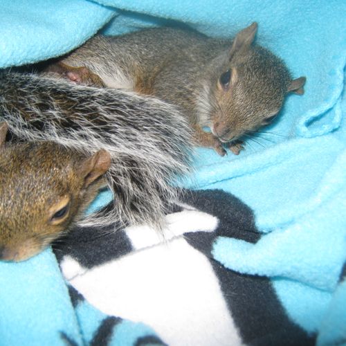 2 squirrel that I was raising.