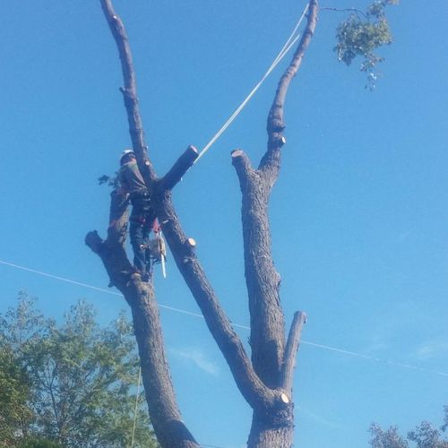 Removing a silver maple tree directly above power 