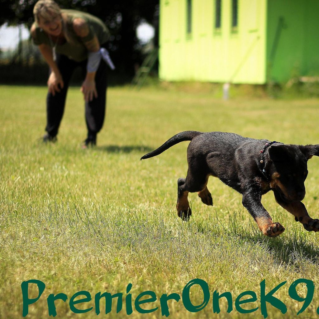 Premier One K9