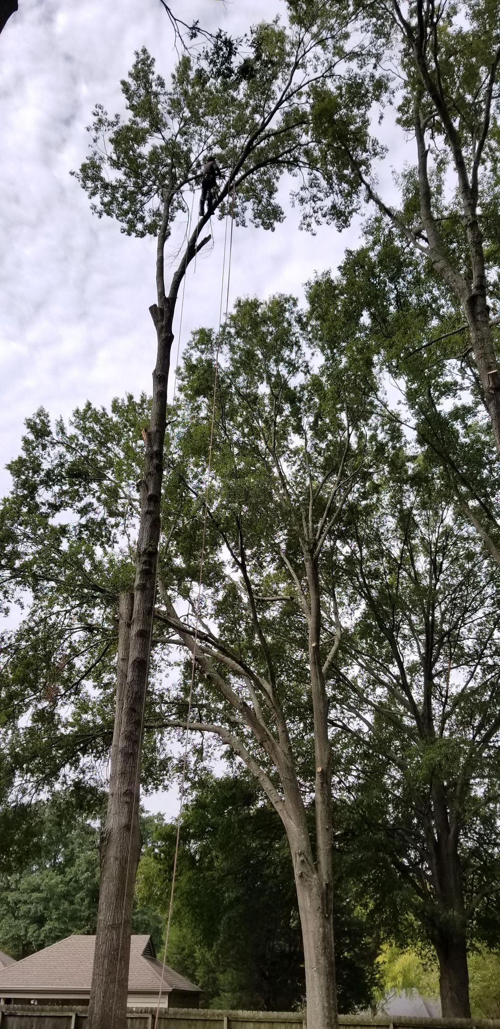 Removal tree 
