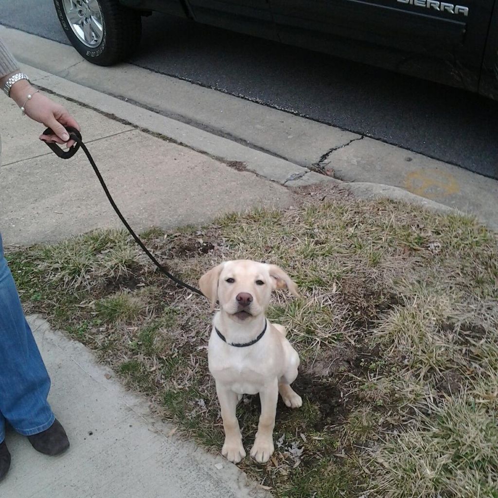 The Wyn-Ne-Wood Dogs